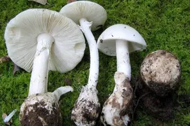 فصل بهار و خطر مرگبار قارچهای سمی در طبیعت