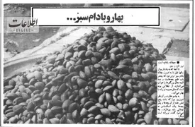 عکس/«چغاله بادام» ترمز برید و سیری ۱۰ تومان شد!