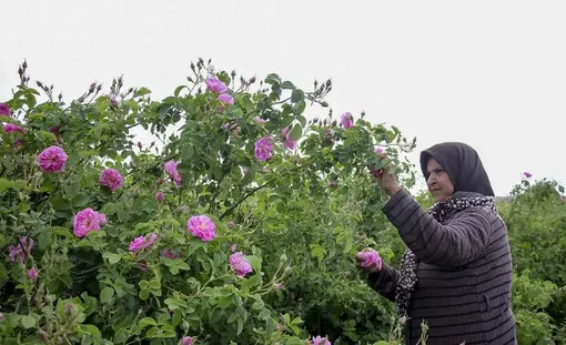 عطر گل محمدی در دل کویر/عکس :محسن نوفرستی