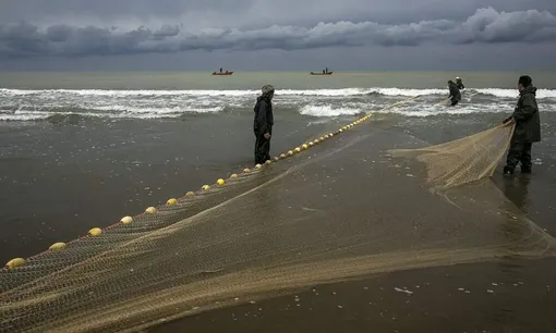 صید پره ماهی در کرانه خزر/عکس : مصطفی توحیدیان