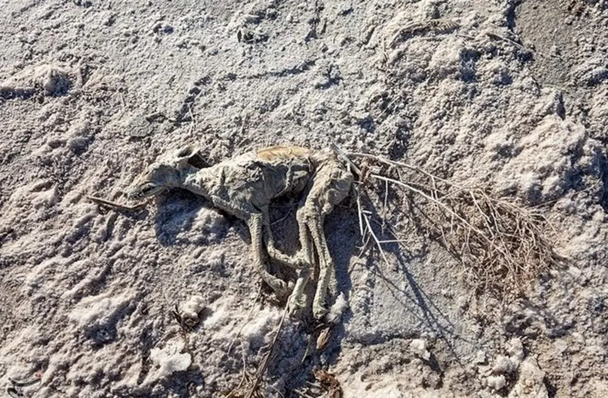 ۶۲ درصد کشور درگیر خشکسالی است!