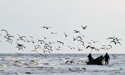 مرغان دریایی در سواحل آستارا / عکس : مهدی حسین نژادی