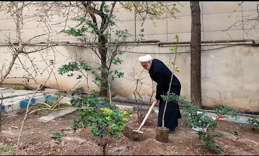 محسنی اژه‌ای یک اصله نهال غرس کرد