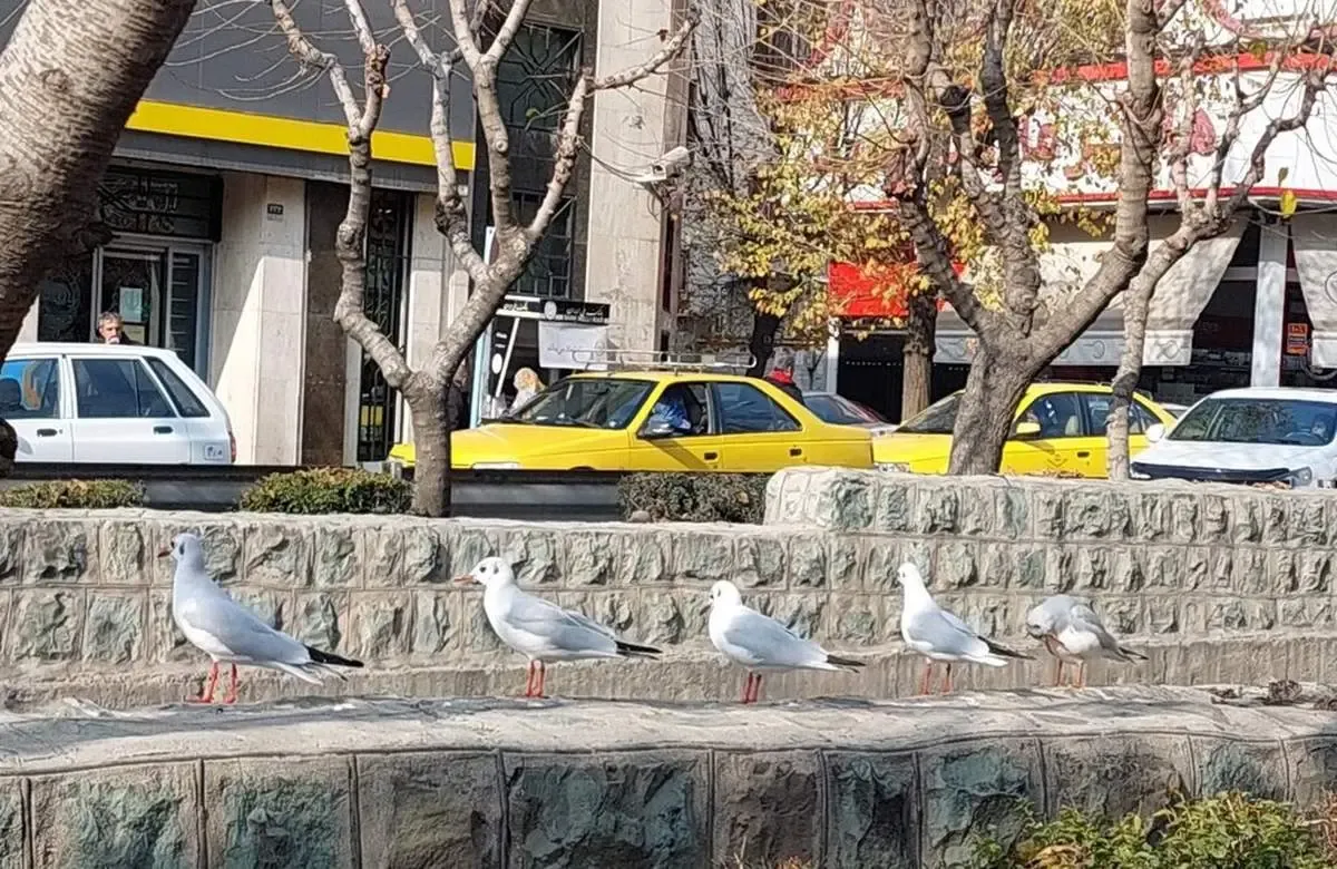 دردسرهای دریاچه چیتگر  برای مرغ‌های دریایی!