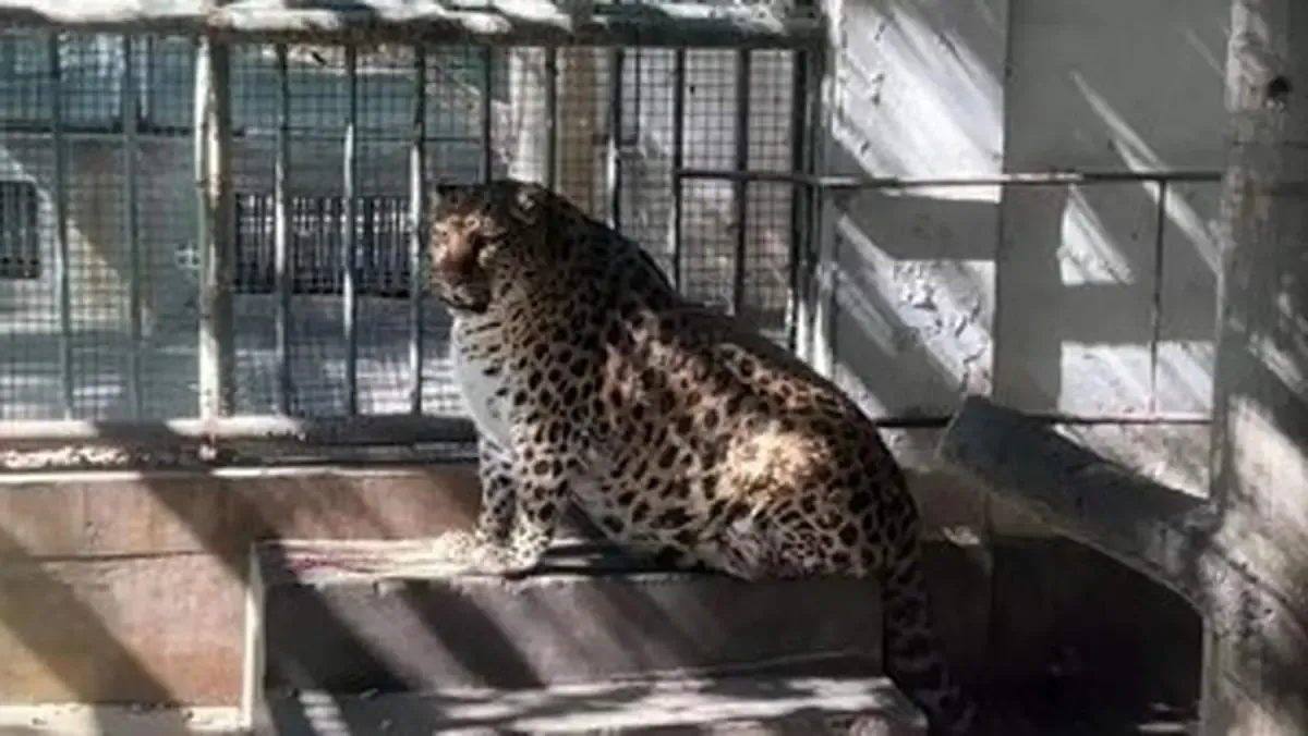 در چین هرکاری می کنند تا این پلنگ لاغر شود!