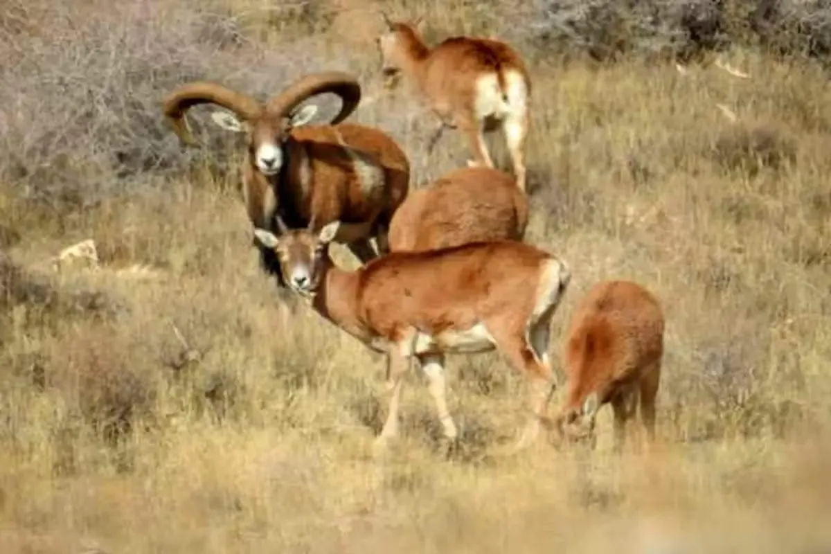 گرمای زمستان برای حیات وحش تهران دردسر ساز شد