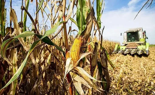 برداشت ذرت از مزارع دزفول / عکس : مهدی پدرام خو