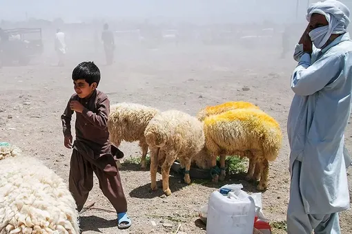 بازار فروش دام در آستانه عید قربان - زاهدان /عکس: محمود میربزرگ