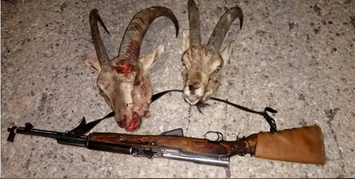 سلاخ‌های قوچ وحشی لرستان دستگیر شدند | کشفیات پلیس از خانه شکارچیان چه بود؟