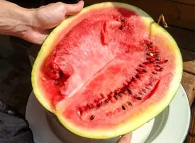 روش تشخیص هندوانه مسموم در خانه/ آموزش تست نیترات هندوانه