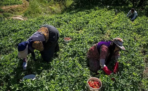 برداشت توت فرنگی از مزارع کردستان /عکس:کیوان فیروزه ای