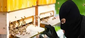 دستگیری عامل سرقت ۲۶۰ کندوی زنبور عسل در ۵ فقره سرقت در شهرضا