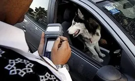 هر ۱۰ تهرانی یک سگ خانگی!