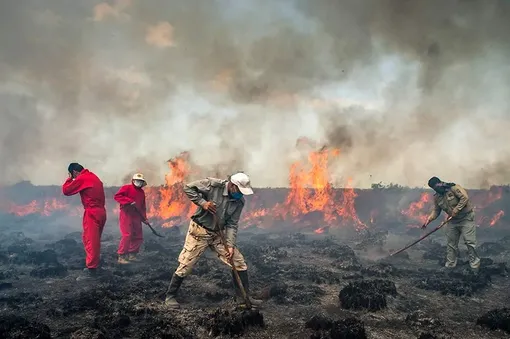 آتش سوزی سریالی در میانکاله مازندران/ عکس : مهدی محبی پور