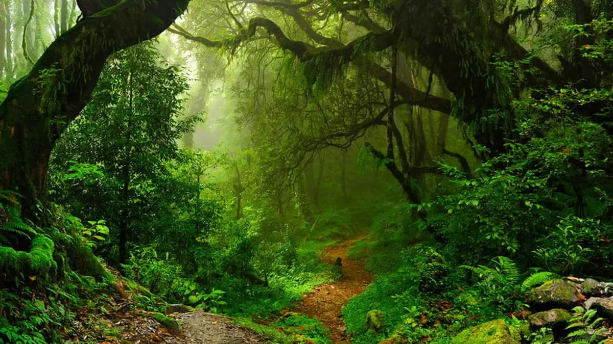 راه حل ناسا برای نجات جنگل‌های آمازون نهایی شد