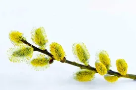 بیدمشک و خواص بی نظیرش