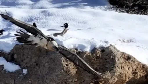 «همای سعادت» یک بار دیگر مردم غافلگیر کرد