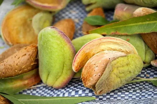 مزایای شگفت‌انگیز «بادام» برای سلامتی