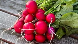 فواید بی نظیر روغن تربچه؛ از رفع چین و چروک پوست تا پیشگیری از سرطان