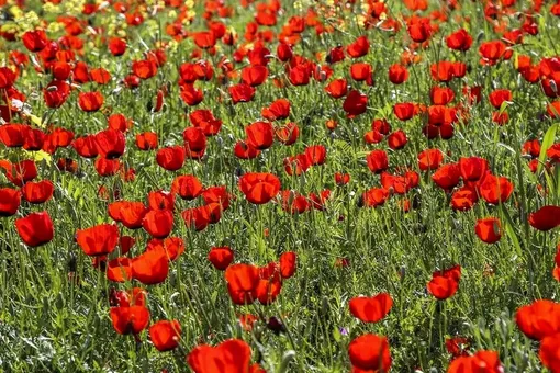 بهار خراسان شمالی/عکس:مریم داورنیا