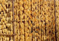 تبدیل انگور به کشمش با روش سنتی