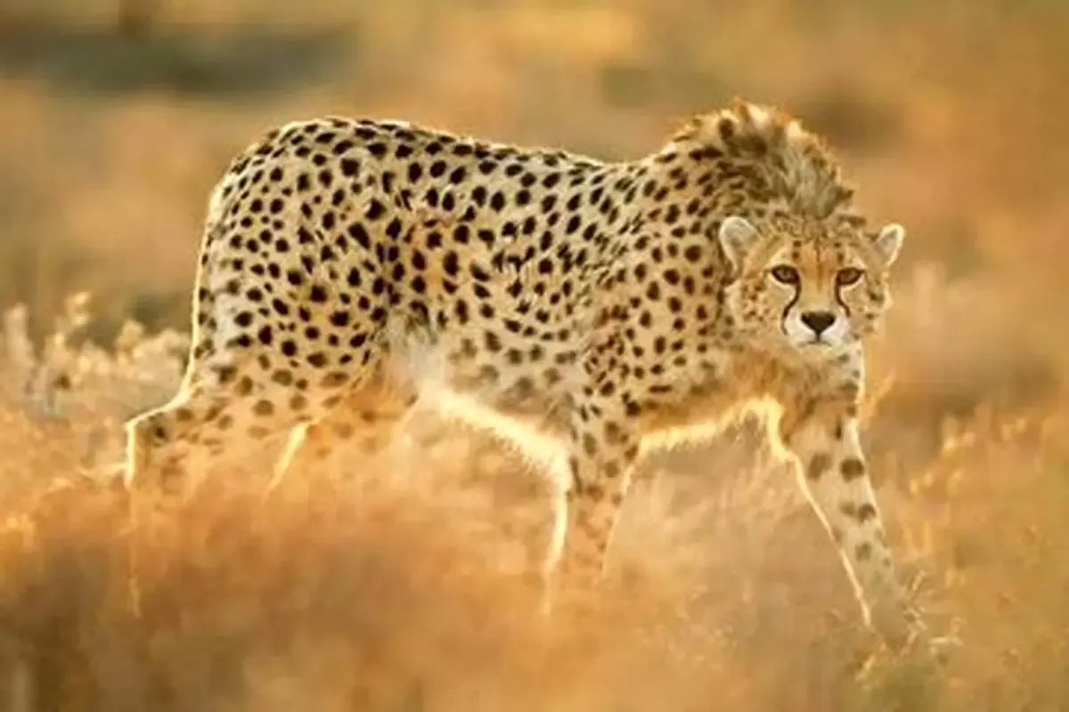 پلنگ کمیاب دوباره آفتابی شد!/ این بار در کدام استان؟