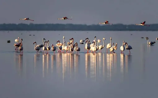 میانکاله؛ زیستگاه پرندگان مهاجر/عکس:کیوان جعفری