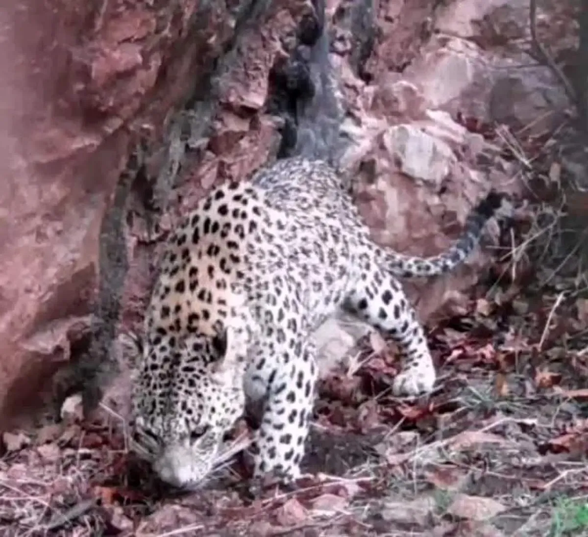 ثبت نخستین فیلم از پلنگ ایرانی در زیستگاه‌های لرستان