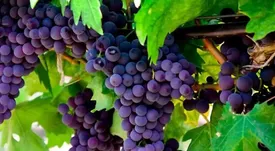 میوه‌ای که پزشکان آن را دشمن فشار خون بالا می‌دانند؛ اسمش را می‌دانید؟