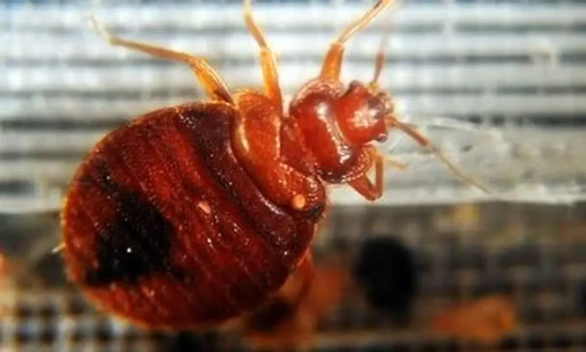 ساس آمد؛ مدرسه ها تعطیل شدند!