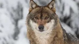 حمله گرگ به یک دانشجو در دانشگاه زنجان / ببینید