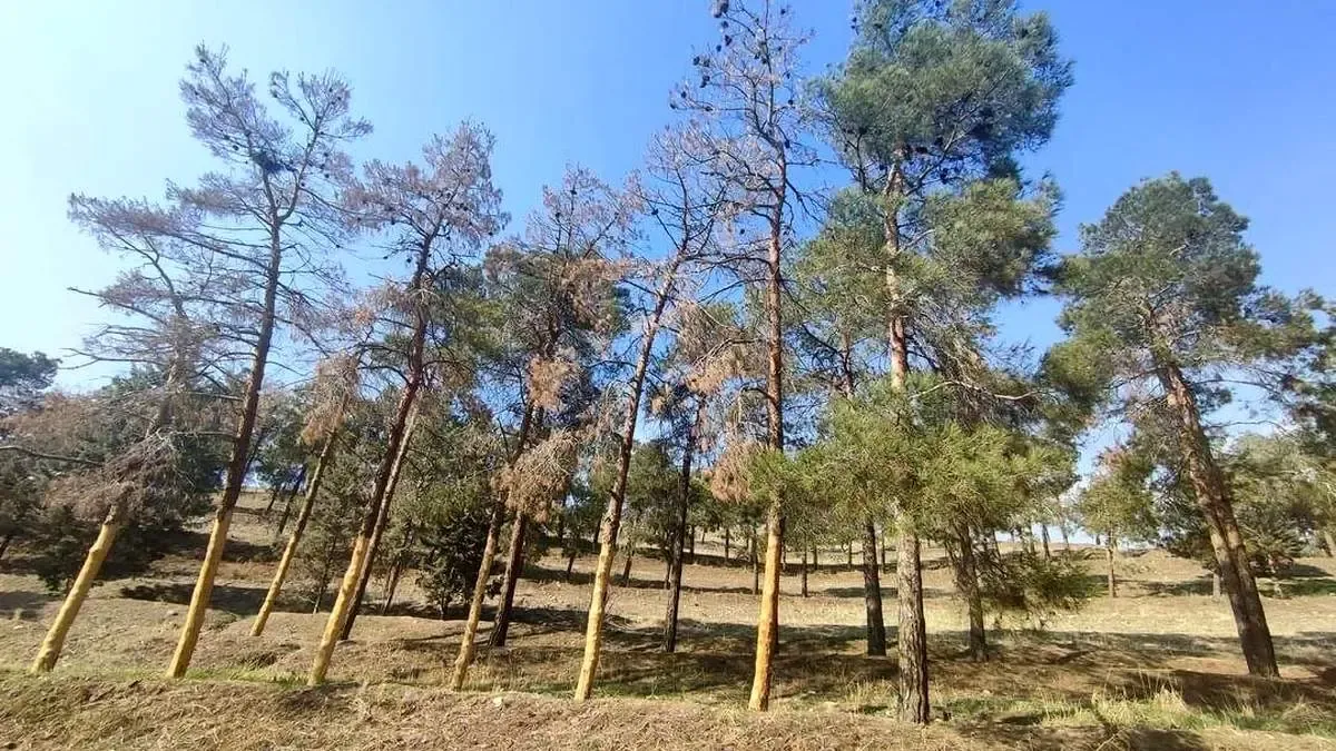 مدیریت دوگانه و بی‌اطلاعی