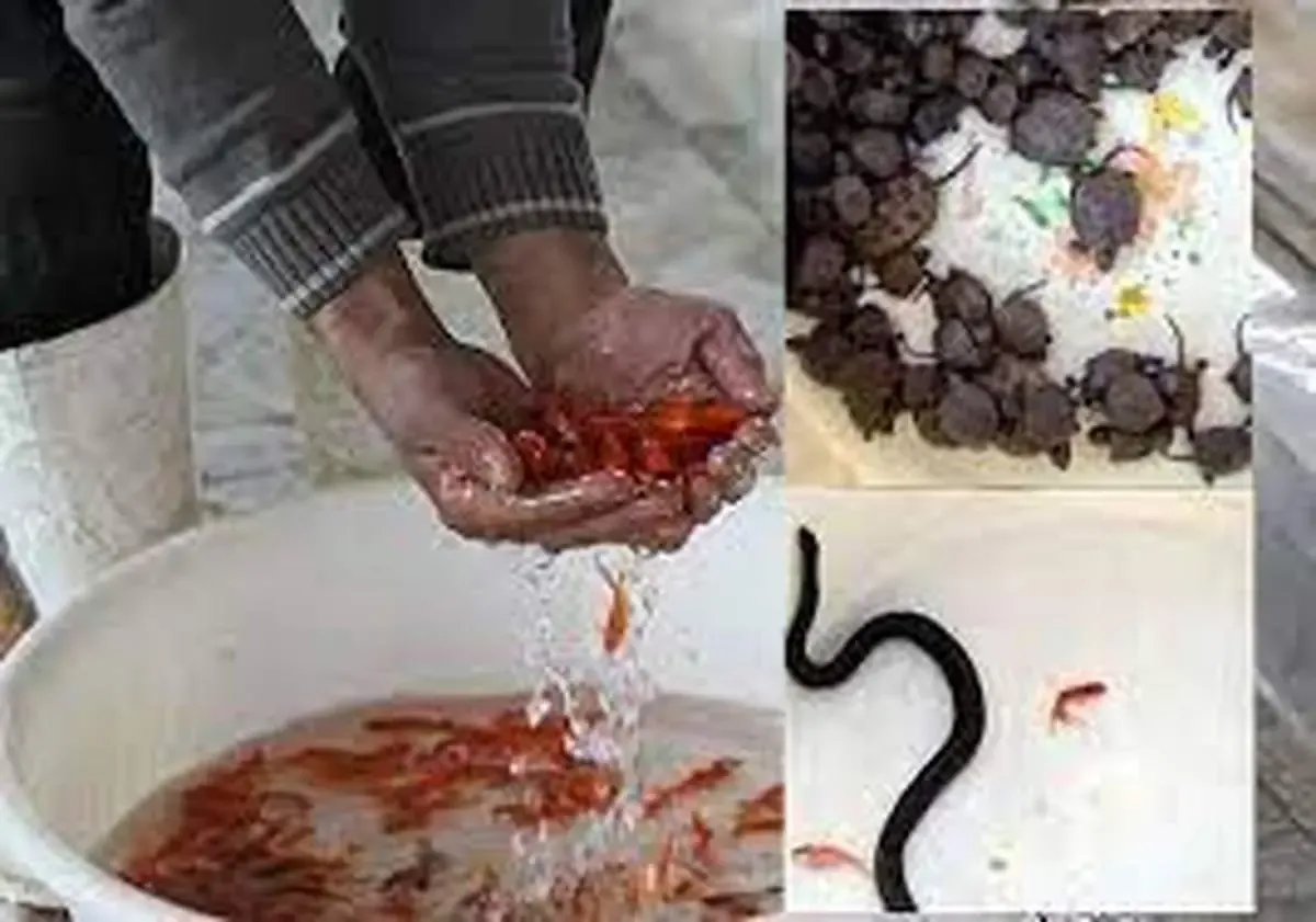 مار آبی و لاک پشت نخرید