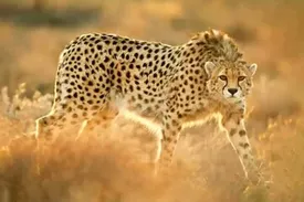 پلنگ کمیاب دوباره آفتابی شد!/ این بار در کدام استان؟