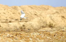 گاوخونی صد درصد خشک شده/ حقابه های ناچیز و رفتارهای اشتباه در قبال رودها و تالاب های ایران ادامه دارد