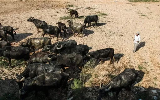 حال ناخوش گاومیش داران اهواز/ عکس :مهدی پدرام خو