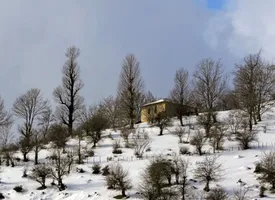 تهران یخ می زند/ بارش برف و کولاک