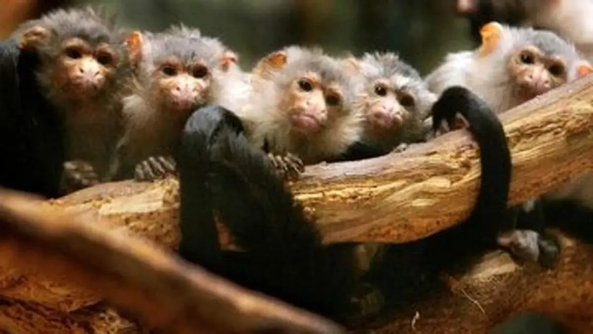 این میمون‌های عجیب همدیگر را با اسم صدا می‌زنند