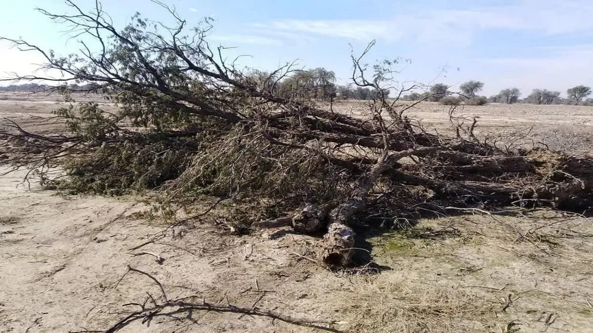 تیشه بر ریشه درختان کهور