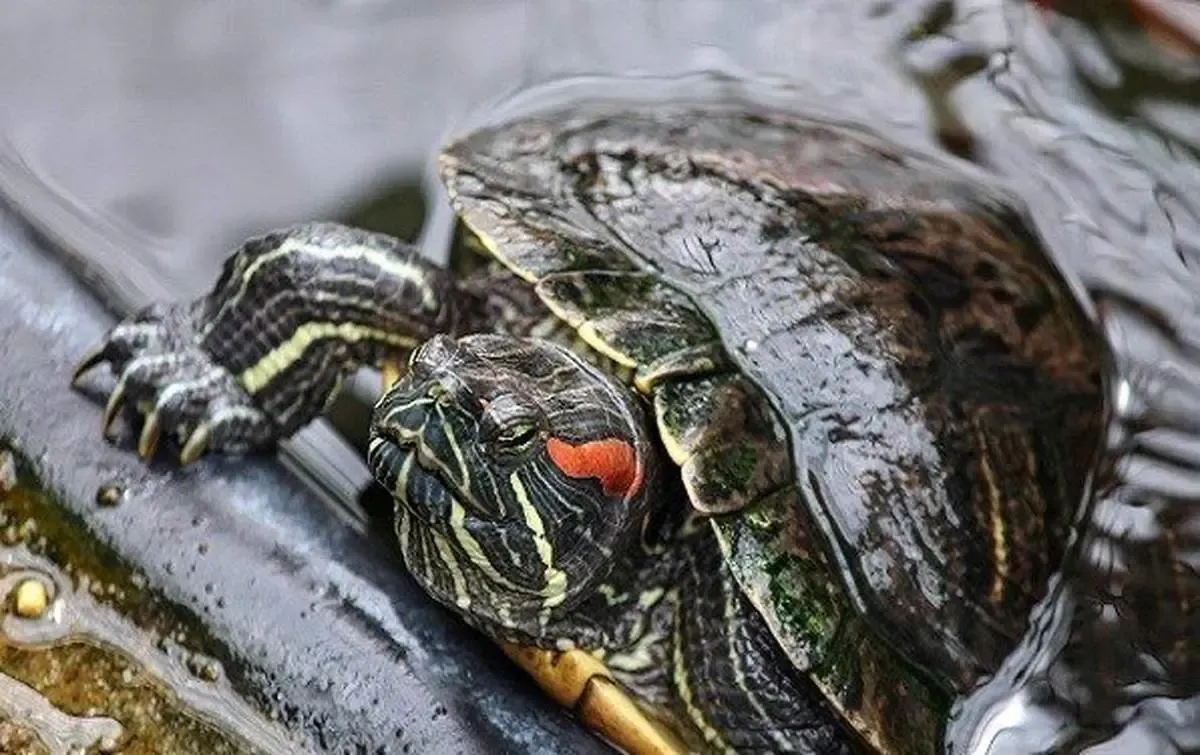 قاتل آمریکایی  در شمال ایران!