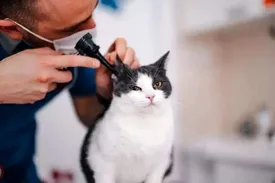 وقتی گربه‌ها نجات‌بخش شدند