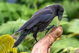 پرنده ای که منقرض شده بود، به طبیعت بازگشت!