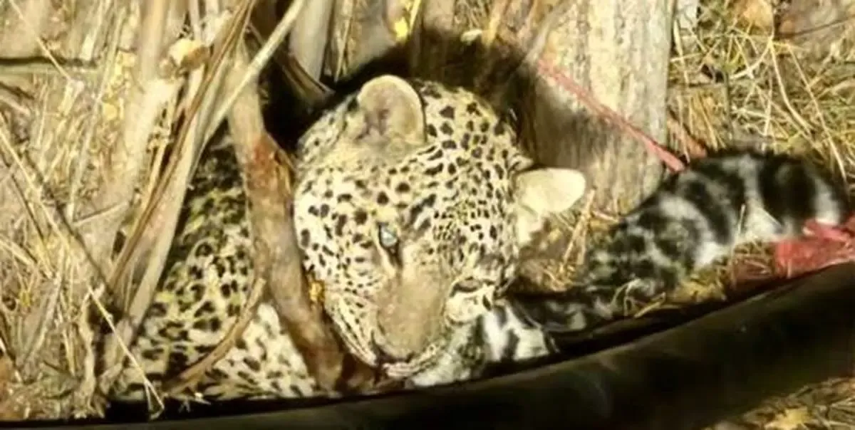 پلنگ تهرانی شب یلدا نجات پیدا کرد