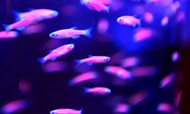 زنده ماندن گورخرماهی در فضا!