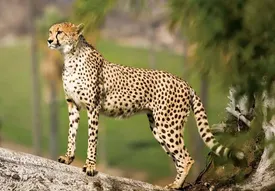 کریدورهای طبیعی استان هنوز زنده‌اند: تیم‌های حفاظتی وارد عمل شدند / ویدیو