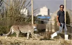 چرا  پروژه تکثیر یوزپلنگ محرمانه است؟/ از خبر بارداری ایران خوشحال باشیم یا ناراحت؟