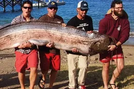 سروکله این ماهی عجیب که پیدا شود، زلزله می‌آید!/ عکس