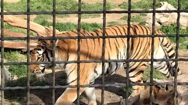 حمله ببر به عوامل یک برنامه تلوزیونی