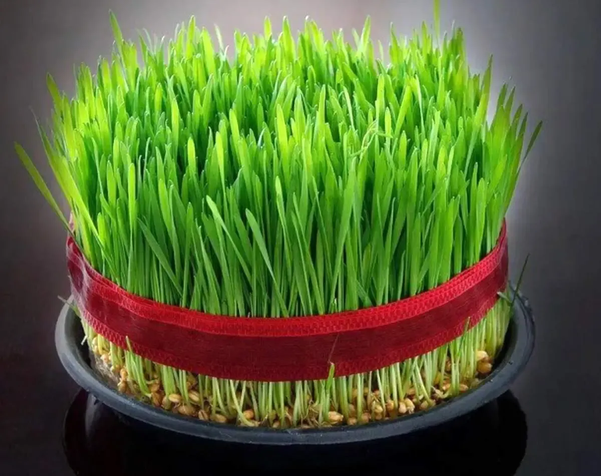 نحوه کاشت ۷ مدل سبزه برای هفت‌سین/ تا ۲۴ اسفند وقت دارید!