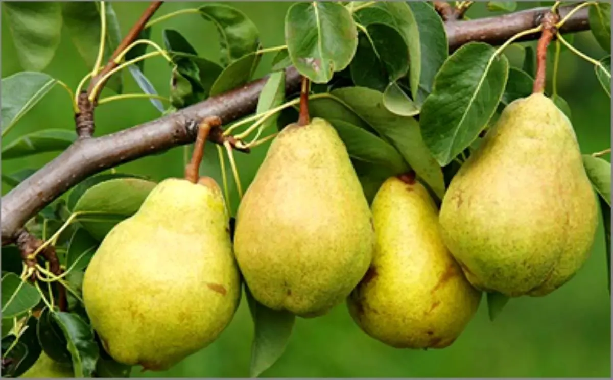 میوه‌ای مفید برای کاهش «کلسترول بد»